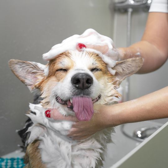 Dog being pampered at grooming station